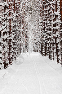 穿过冬天的森林 美丽的冬天风景 笑声 冰 寒冷的图片