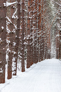 穿过冬天的森林 美丽的冬天风景 笑声 寒冷的 阳光图片