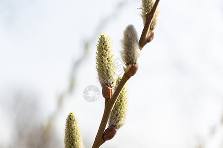 柳树枝和鲜花 复活节树图片