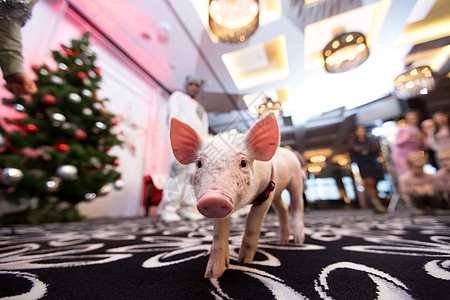 一头小猪在圣诞树的背面 穿着玩具图片