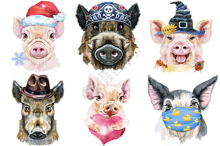 一组猪肖像 白色背景上的动物水彩色插图 面具图片