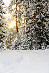 冬季风景 松林覆盖白雪 有选择的焦点 蓝色的图片
