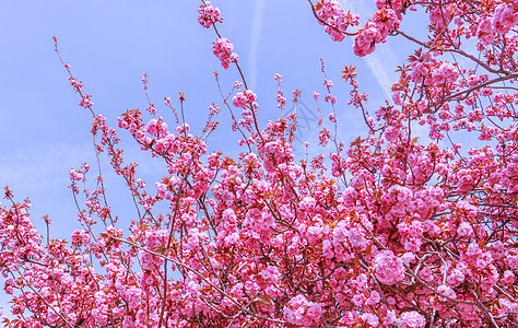 美丽的萨库拉树或樱桃树 春月花粉红 城市 旅行图片