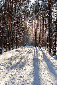 穿过冬天的森林 美丽的冬天风景 笑声 寒冷的 痕迹图片