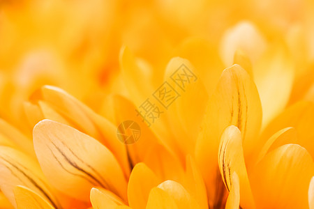 黄花朵 用于节假日设计的多种花岗背景 春天图片