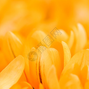黄花朵 用于节假日设计的多种花岗背景 植物图片