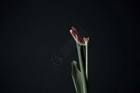 黑色背景下手握着的花朵 与世隔绝地发育迟缓图片