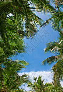 棕榈树叶 有云和蓝天空图片