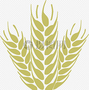 玉米疹子图片_玉米疹子素材_玉米疹子高清图