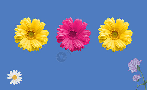 牡丹花花朵素材设计图片