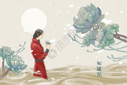 水墨插画-石莲花图片