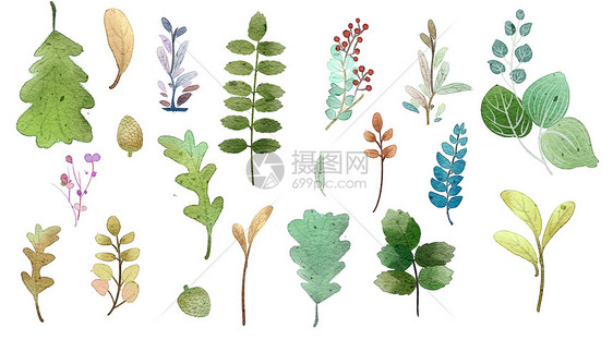 水彩植物图片