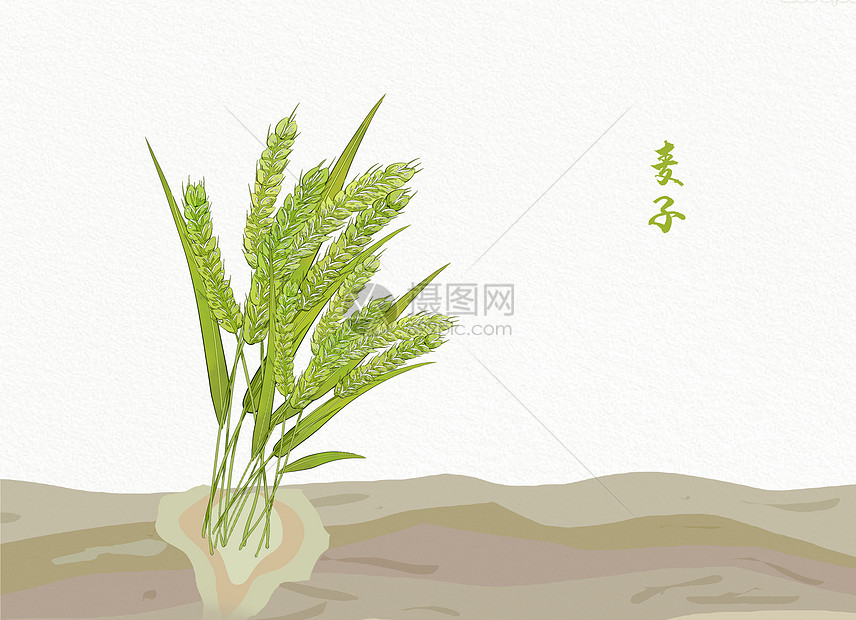 植物插画青稞图片