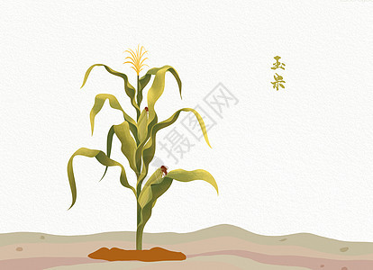 植物插画玉米图片