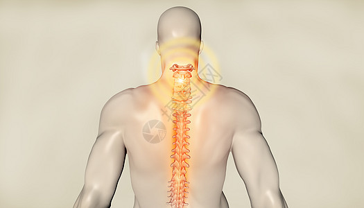 人体脊柱模型图片
