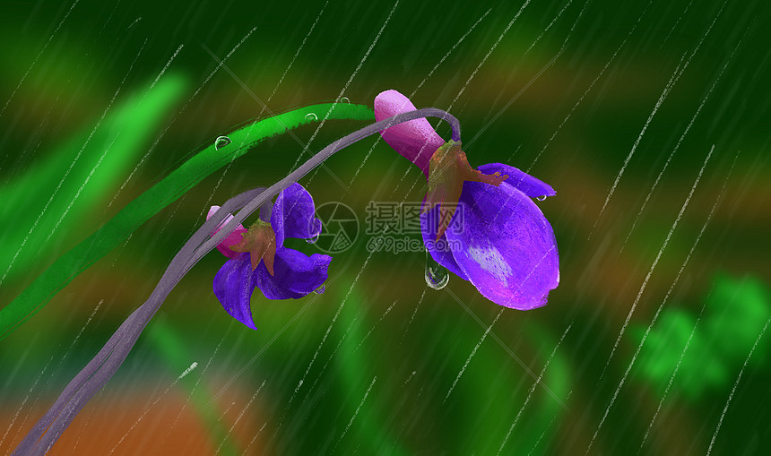 雨里的花朵