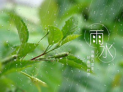 雨水图片