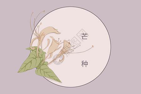 芒种植物唯美插画背景图片