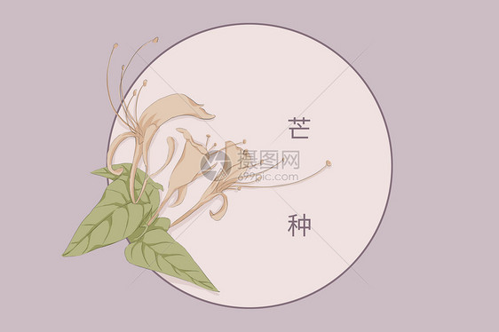 芒种植物唯美插画图片