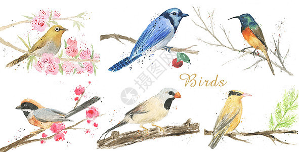 手绘水彩鸟素材图片