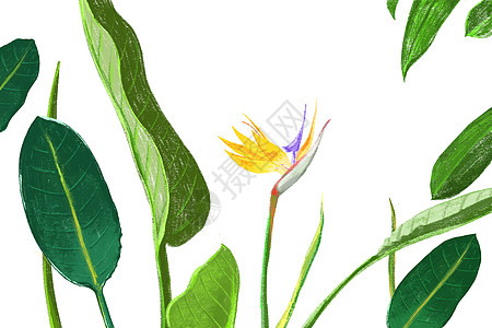 热带植物鹤望兰高清图片