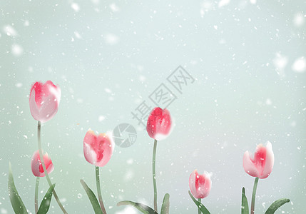 郁金香花卉背景背景图片
