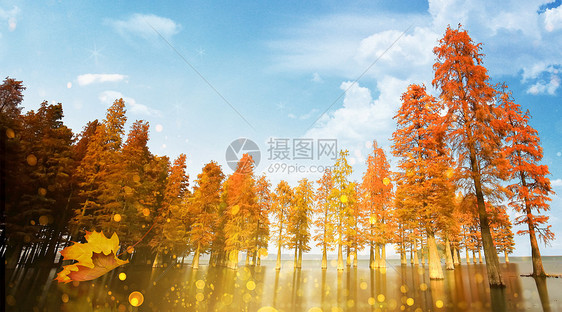 唯美秋天树林图片