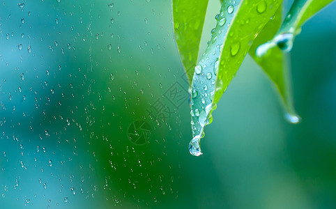 雨植物清明节设计图片