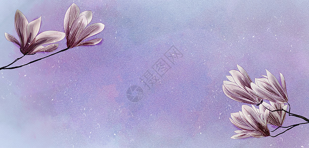玉兰花 花卉背景素材图片