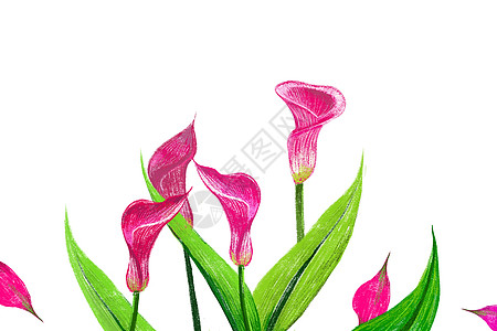 红马蹄莲花素材图片