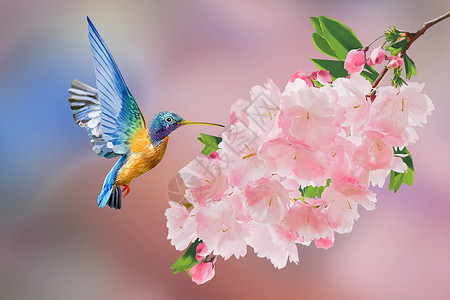 春天花卉小鸟高清图片