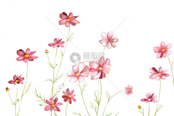 波斯菊花卉素材图片