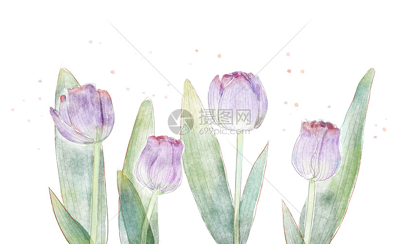 水彩郁金香花卉素材图片