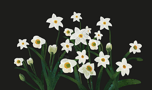 白色花卉背景图片