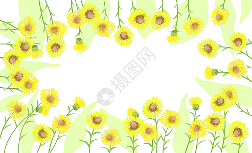 植物花卉背景图片