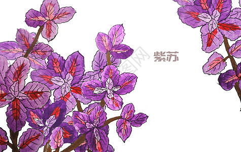 手绘水彩中药材紫苏图片
