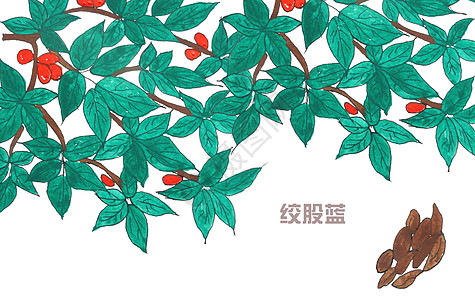 汉字设计手绘水彩中药材绞股蓝插画