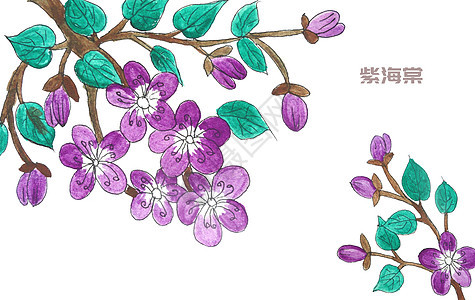 手绘水彩紫海棠图片