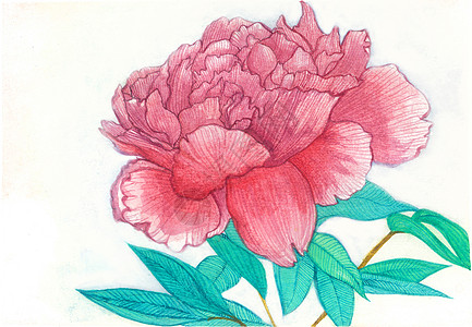 手绘牡丹彩铅手绘花朵高清图片