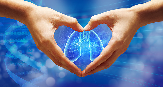 保护肺部脏器保护高清图片