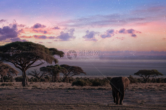 暮色星空下的大象图片