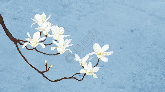 玉兰花手绘白色花卉高清图片