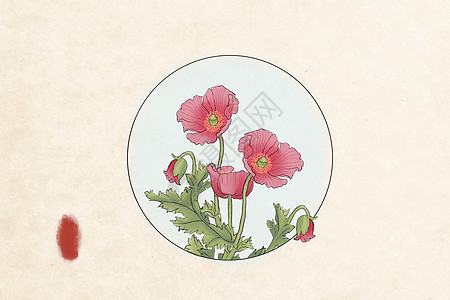 中国风工笔花卉罂粟图片