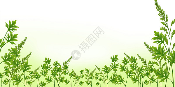 端午节艾草盆栽浅绿高清图片