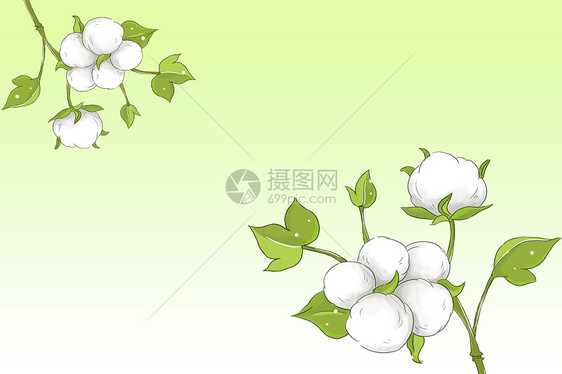棉花花卉背景