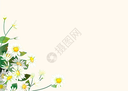 雏菊留白背景图片