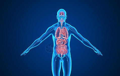 内脏人体五脏器官背景设计图片