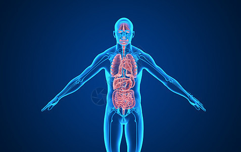 人体五脏器官背景背景图片