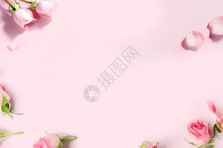 粉色鲜花留白背景图片