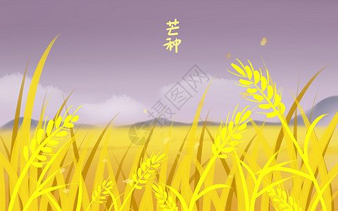 芒种的稻田背景图片